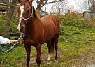 Mare for Games Or Trail Riding Thoroughbred Mare