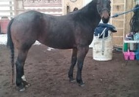 Quarter Horse (Quarter Horse, Mare) in Slippery Rock, PA