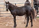 Friesian - Horse for Sale in Sparta, TN 38583 Friesian - Horse for Sale in Sparta, TN 38583