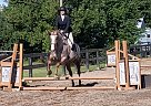 Draft - Horse for Sale in Port Colborne, ON L3K 2Y4 Draft - Horse for Sale in Port Colborne, ON L3K 2Y4