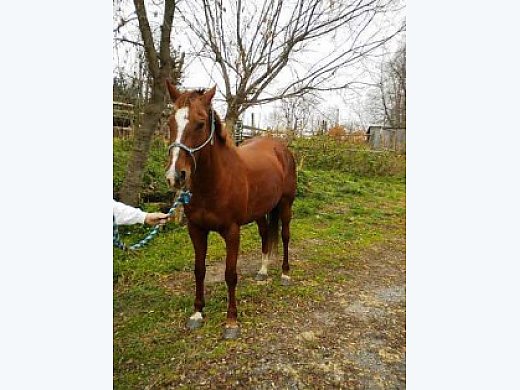 Mare for Games Or Trail Riding