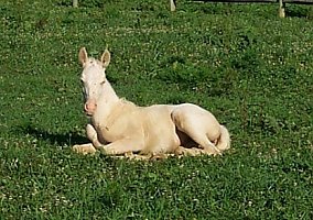Palomino (Arabian, Mare) in Albany, OH