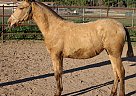 Andalusian - Horse for Sale in ACTON, CA 93510