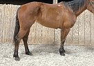 Quarter Horse Mare for Sale in Hillsborough, New Jersey Quarter Horse Mare for Sale in Hillsborough, New Jersey