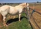 Quarter Horse Mare for Sale in Abilene, Texas Quarter Horse Mare for Sale in Abilene, Texas