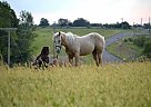 - Mare in Fulton, MO - Mare in Fulton, MO