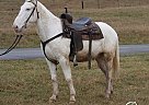 Mule - Horse for Sale in Scottsville, KY 42164 Mule - Horse for Sale in Scottsville, KY 42164
