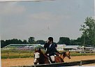 Awesome Show Horse. Anyone can R... Paint Stallion