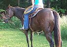 Very Nice Young Started Barrel H... Quarter Horse Stallion
