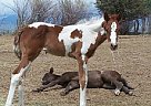 Sweet APHA Tobiano Filly Paint Mare