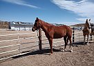 Arabian - Horse for Sale in Colorado Springs, CO 80924