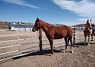 Arabian - Horse for Sale in Colorado Springs, CO 80924 Arabian - Horse for Sale in Colorado Springs, CO 80924