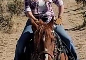 Arabian (Arabian, Mare) in Colorado Springs, CO