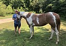 Paint Mare for Sale in Munford, Tennessee Paint Mare for Sale in Munford, Tennessee