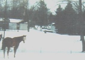 Paint (Paint, Stallion) in New Boston, MI