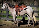 - Gelding in Casey, IA - Gelding in Casey, IA