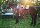 Standardbred - Horse for Sale in Sturgeon county, AB T0A1N1