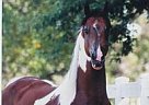 Color Of Fame World Ch son At St... Arabian Stallion