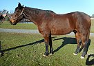 Lucky - Gelding in Sonora, CA Lucky - Gelding in Sonora, CA