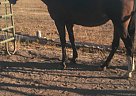 Quarter Horse Mare for Sale in Klamath Falls, Oregon Quarter Horse Mare for Sale in Klamath Falls, Oregon