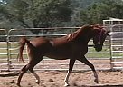 Arabian - Horse for Sale in Capitan, NM 