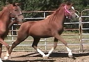 Arabian (Arabian, Mare) in Capitan, NM