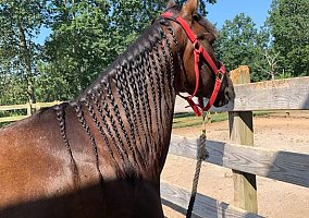 Paso Fino (Paso Fino, Gelding) in Roanoke, VA