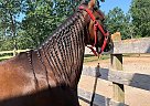 Paso Fino - Horse for Sale in Roanoke, VA 24014
