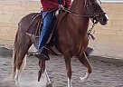 Namaste - Gelding in ClearLake, WA Namaste - Gelding in ClearLake, WA