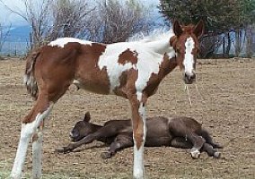 Sweet APHA Tobiano Filly Paint Mare
