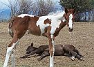 Paint - Horse for Sale in Dillon, MT 