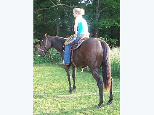 Very Nice Young Started Barrel Horse!