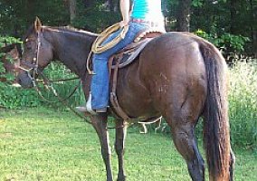 Very Nice Young Started Barrel Horse! Quarter Horse Stallion