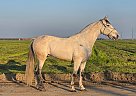 Andalusian - Horse for Sale in , CA 93637