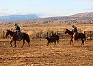 Quarter Horse - Horse for Sale in Reno, NV 89511 Quarter Horse - Horse for Sale in Reno, NV 89511