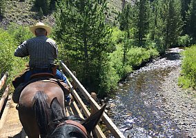 Quarter Horse (Quarter Horse, Gelding) in Reno, NV