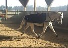 16H Fun TB Gelding Thoroughbred Gelding
