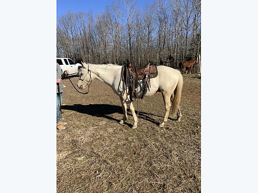 3 Year old AQHA Gelding
