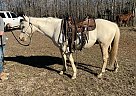 Quarter Horse - Horse for Sale in Waynesboro, TN 38485