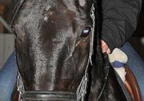 3ft Jumper/Eq/Eventing Mare Thoroughbred Mare