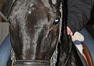 Thoroughbred - Horse for Sale in Swanzey, NH Thoroughbred - Horse for Sale in Swanzey, NH