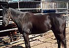 Thoroughbred - Horse for Sale in Phoenix, AZ 85032 Thoroughbred - Horse for Sale in Phoenix, AZ 85032