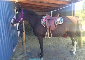 17 Year old Registered TWH Tennessee Walking