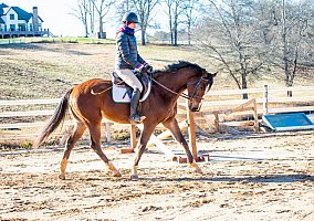 Thoroughbred (Thoroughbred, Gelding) in McDonough, GA