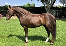 Crossbred Pony - Horse for Sale in Nipomo, CA 93444