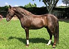 Crossbred Pony - Horse for Sale in Nipomo, CA 93444 Crossbred Pony - Horse for Sale in Nipomo, CA 93444