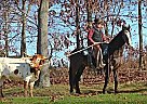 Friesian - Horse for Sale in Fresno, OH 43824 Friesian - Horse for Sale in Fresno, OH 43824