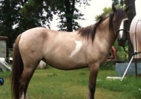 Mustang (Mustang, Mare) in Bossier City, LA