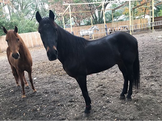 Paso Fino