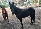 Paso Fino - Horse for Sale in Plant City, FL 33567